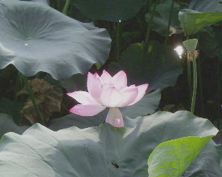 Hasu Flower @ 2